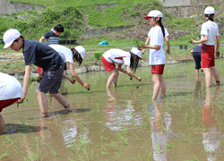 「日本の原風景、体験－各地で田植えイベント（小海町）」の画像