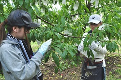 「若手職員が作業、農業の現状学ぶ」の画像