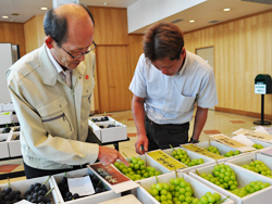 「生産者の頑張りで、高品質なブドウに」の画像