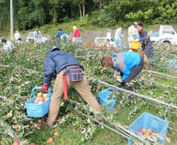 「職員ら災害復旧支援、台風18号被害農家で」の画像