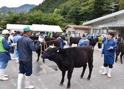 「和牛子牛価格上げ」の画像