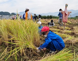 「各地で稲刈り おいしい米できた－JA中野市」の画像