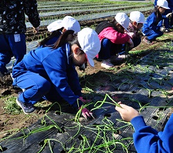 「小学生招いて、タマネギ定植」の画像