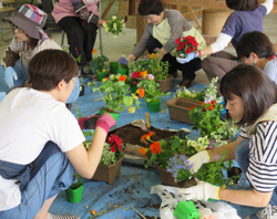 「ハーブ寄せ植え、季節を楽しんで」の画像