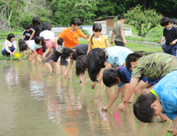 「児童に職員指南、一生懸命田植え」の画像