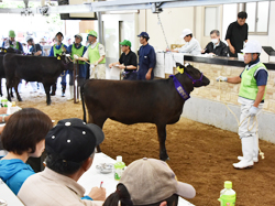 「和牛子牛の価格8万円下げ」の画像