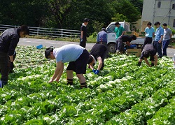 「市場職員がレタス収穫」の画像