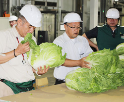 「ハクサイ輸出始まる」の画像