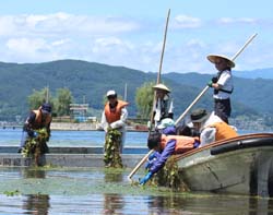 「諏訪湖の環境改善へ、団体と協働 ヒシ除去」の画像