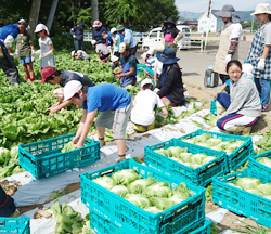 「学校でレタス収穫、被災地広島へ出荷」の画像