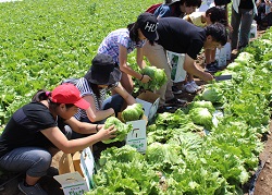 「レタス収穫と試食満喫」の画像
