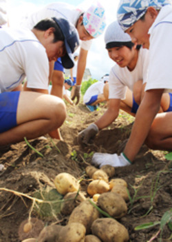 「生徒らみんなで、ジャガイモ収穫」の画像