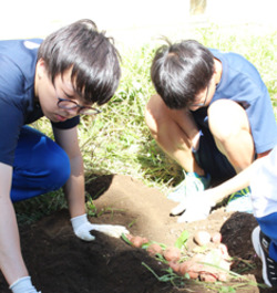 「自ら育てた芋収穫」の画像