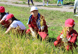 「児童たち稲刈り、食育授業を支援」の画像