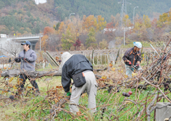 「ブドウ棚復旧、皆が力合わせ」の画像