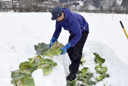 「「雪中キャベツ」出荷が本格化」の画像