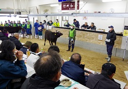 「和牛子牛 価格下げ」の画像