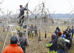 「適切な着果へ、剪定基礎から」の画像