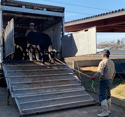 「生産基盤強化へ、優良和牛もと牛」の画像