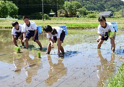 「「田植え楽しかった」」の画像