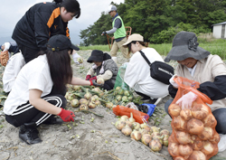 「タマネギ収穫盛況」の画像