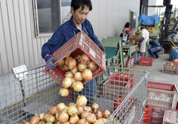 「加工用タマネギ出番」の画像