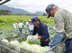 「長野の旬 お待たせ－数日遅れも品質良好　加工用キャベツ」の画像