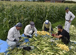 「コーン収穫スタート」の画像