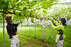 「若手職員がブドウ袋掛け」の画像