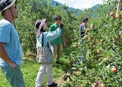 「収穫時の注意点確認」の画像