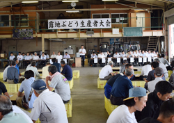 「露地ブドウ来月出荷」の画像