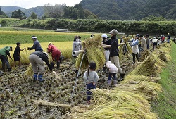 「酒米大豊作　みんなで稲刈り　日本酒造りプロジェクト第3弾」の画像