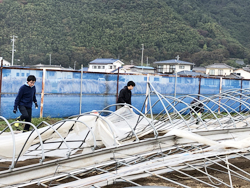 「台風19号の被害受け、倒壊したビニールハウスの撤去支援」の画像