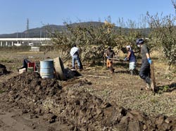 「青年部が災害復旧支援、圃場の作業農家頼りに」の画像