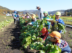 「大きく育った大根、子どもたちと収穫」の画像