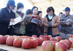 「りんご　サンふじ出荷本番」の画像