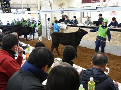 「12月定例家畜市開催」の画像