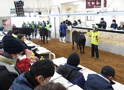 「県中央家畜市場定例2月市開催」の画像