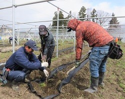 「ぶどう　早期収量確保へ　大苗養成めざし定植」の画像