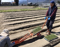 「白ネギの定植作業本格化　病害対策防除を呼びかけ」の画像