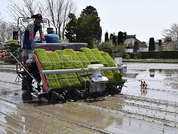 「田植え作業始まる　適期での田植え呼びかけ」の画像