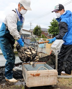 「水田養殖用「親ブナ」配布」の画像