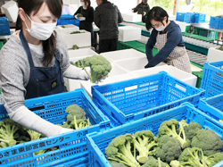 「小沼予冷庫・ブロッコリー共選所が稼働　農家労力軽減で生産増加に期待」の画像