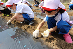 「管内の小学校へ大豆栽培指導開始」の画像