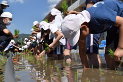 「JA青年部　地元小学校の田んぼづくり支援」の画像