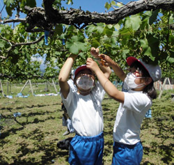 「滋野小3年、巨峰の作業体験　房切りに挑戦！」の画像