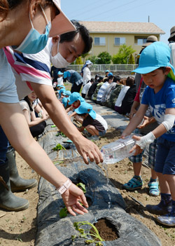 「親子でさつまいも定植を楽しむ」の画像