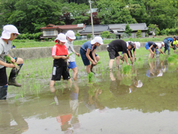 「三穂盛年の会　小学校田んぼ教室」の画像