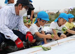 「園児がサツマイモの定植を体験」の画像