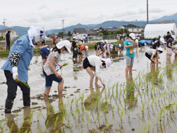 「児童が田植え体験、活動10年目」の画像